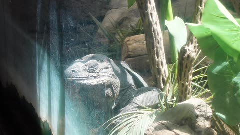 Rhinoceros Iguana at El Paso Zoo in Texas