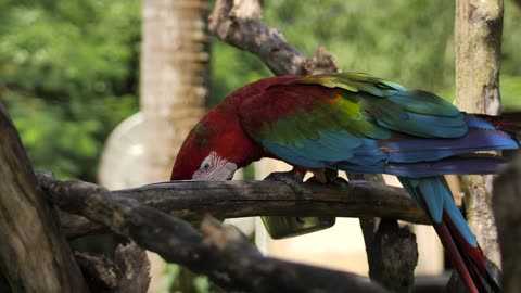 Beautiful king parrot#