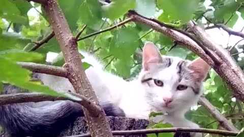 Cat sitting on a tree