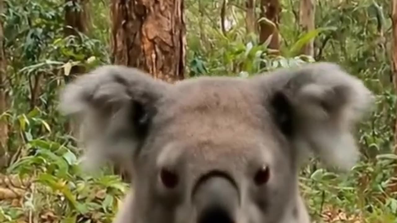 WHY KOALA KIDS IS BAD?????