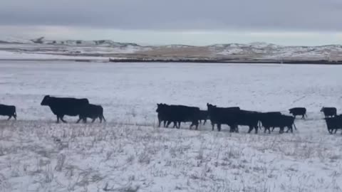 We fertilizing the hillside by atracting Cows to come stampede the nutrients into the ground.
