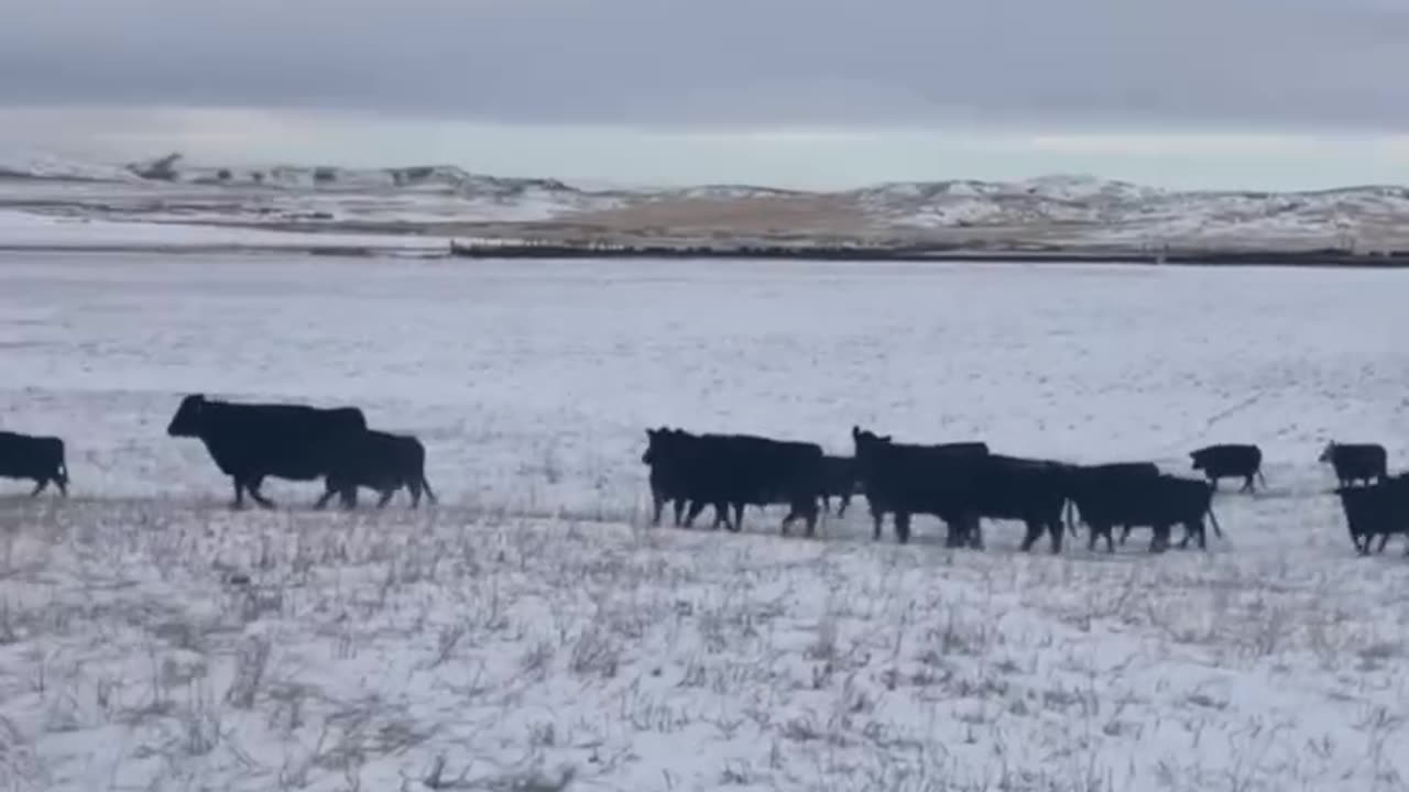 We fertilizing the hillside by atracting Cows to come stampede the nutrients into the ground.