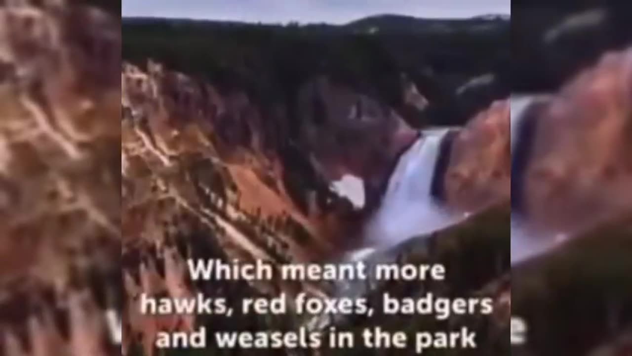 How 14 Wolves changed Yellowstone National Park