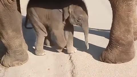 Cute baby elephant
