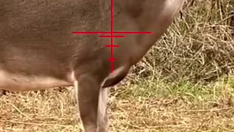 Amazing: 6.5 Creedmoor South Texas 12-Point #hunting #cacería #rancho #deerhunti