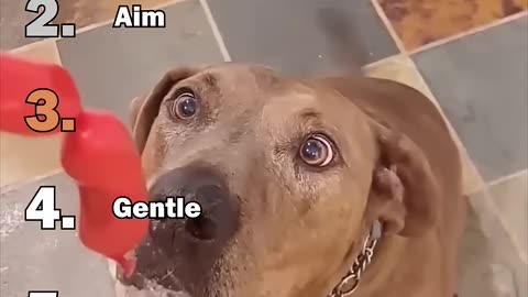 ranking best animal moments
