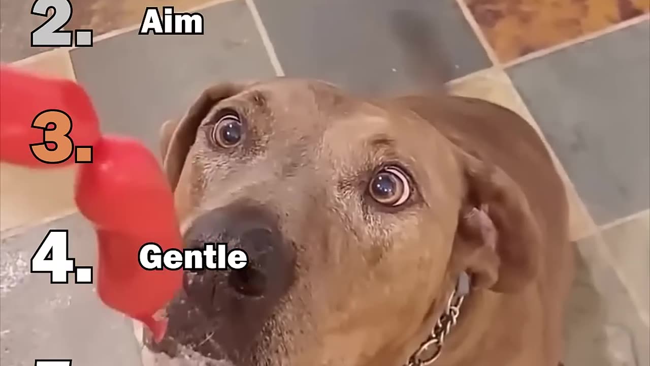ranking best animal moments