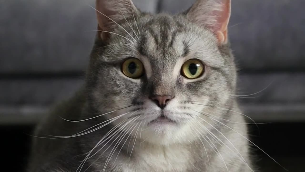 When Your Cat Hears Something Suspicious... 👀🐾 #cutecat #catlovers #catshorts