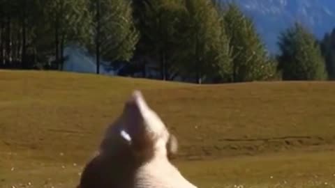 Real or Fake - Sheep vs. Cow
