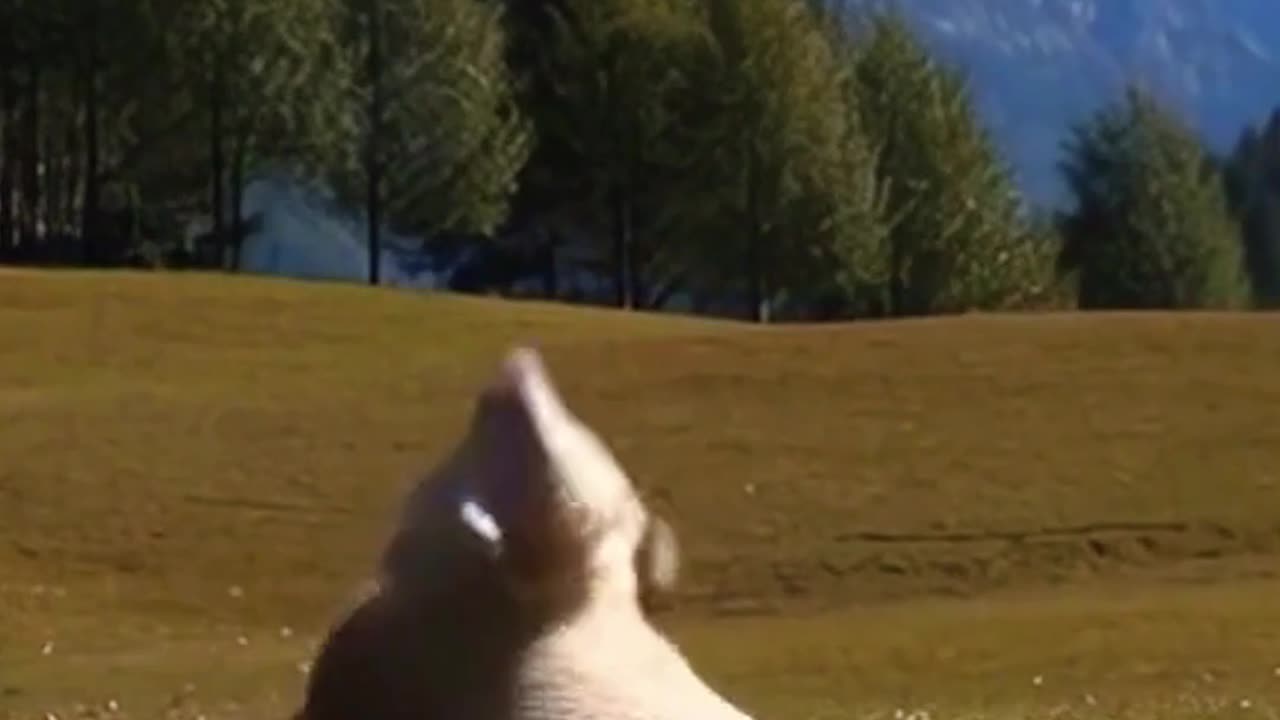 Real or Fake - Sheep vs. Cow
