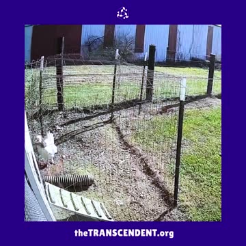 Domestic Birds in Combat! theTRANSCENDENT