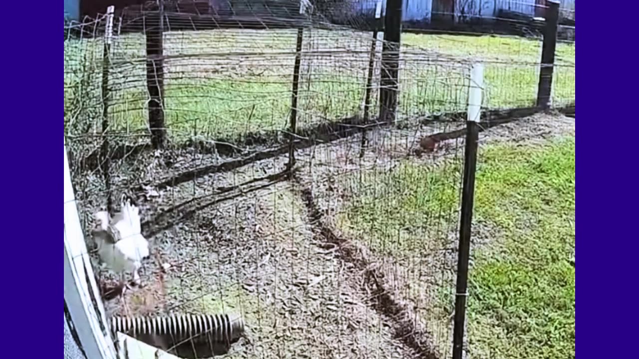 Domestic Birds in Combat! theTRANSCENDENT