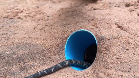 DIY Snake Trap using New scissors - Videos blog Reels |2