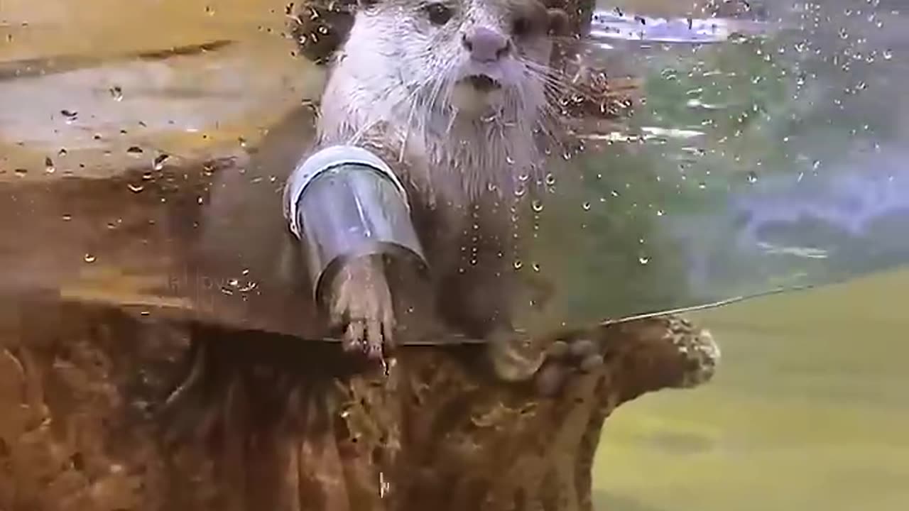 This girl give food to an otter