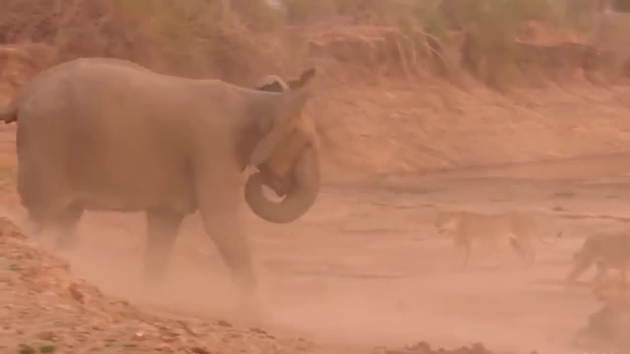 Lions Aren't Kings of The Jungle 👑🦁 As Long as They Fear Elephants 🐘