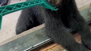 Such Cute Bears
