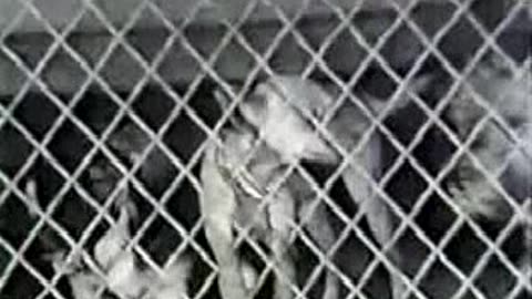 Commercial - PSA U.S.Humane Society w Lassie & Amanda Blake