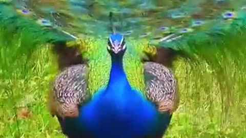 Peacock Video 👌🦚🦚