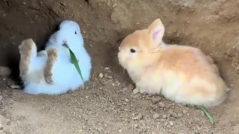 Catch a bunny: Adorable pet intro, Rabbit Golden Sun