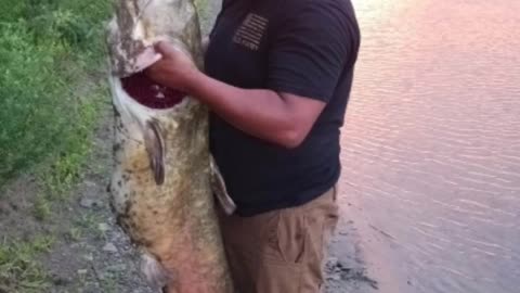 A fish tale
