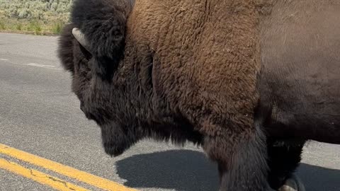 Bison Crossing in Yellowstone National Park