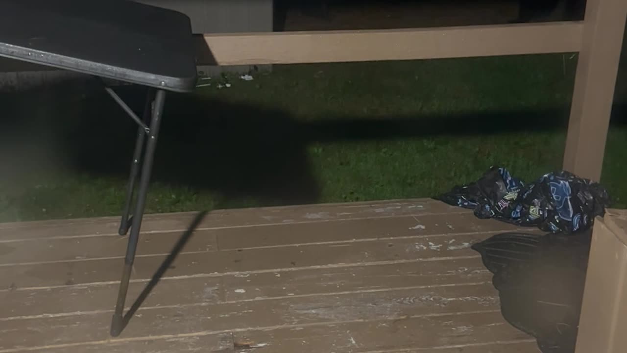 New England Black Bear Getting Into Trash