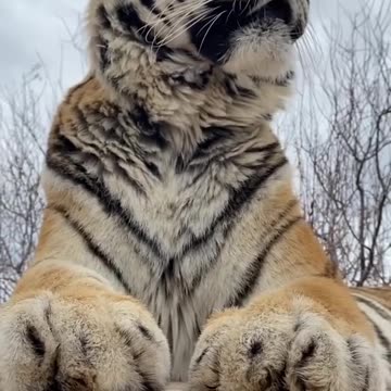 Big Tiger Sharpens Claws