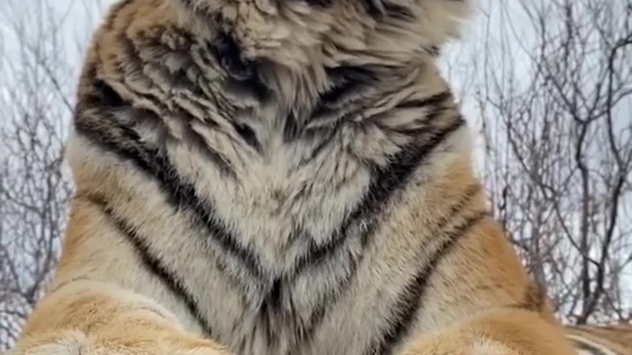 Big Tiger Sharpens Claws