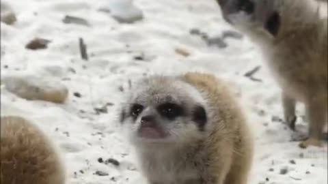 Baby meerkats at blair drummond Safari Park