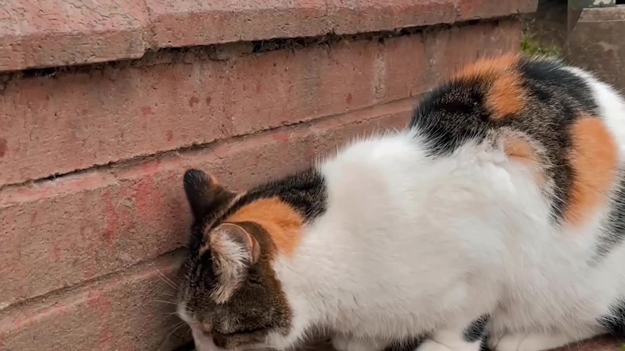 the beautyfull cat