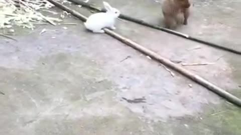 Funny videos 😅 of puppy and rabbit 🐇🐰