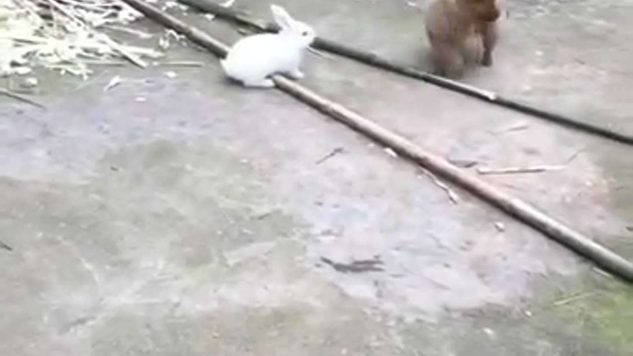 Funny videos 😅 of puppy and rabbit 🐇🐰
