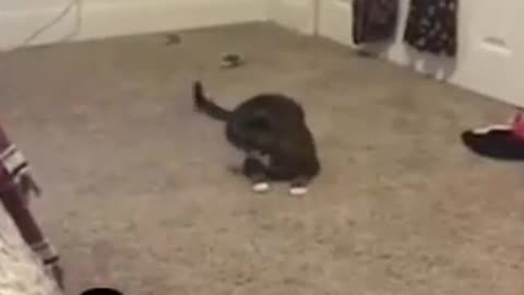 funny video