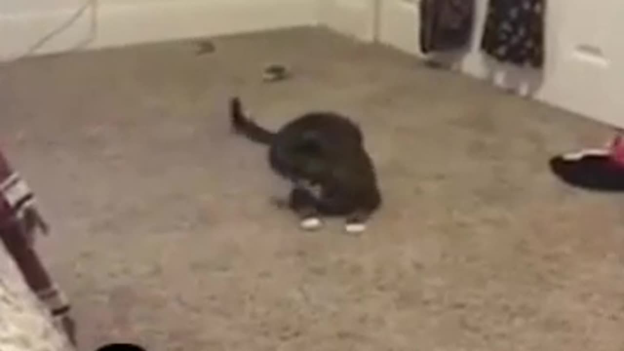 funny video