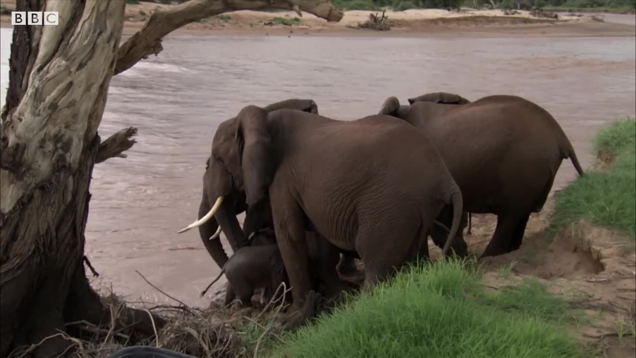 WILD LIFE