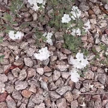 A little honey and healed