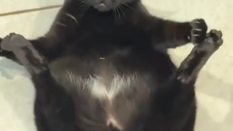 FUNNY BLACK CAT