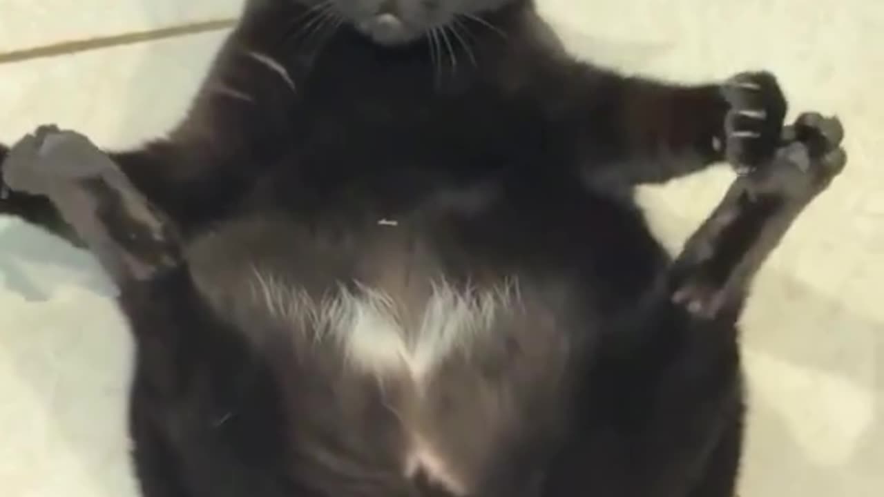 FUNNY BLACK CAT