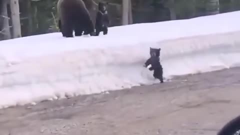 cute mama bear & her babies nature’s sweetest family moments 🥰