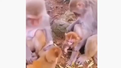 funny video