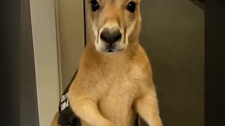 This little friend will not be allowed to travel - (AI-generated video)