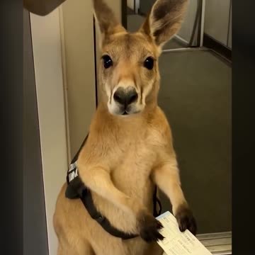 This little friend will not be allowed to travel - (AI-generated video)