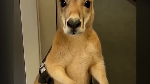This little friend will not be allowed to travel - (AI-generated video)