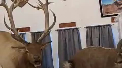 Safari Taxidermy Collections 1