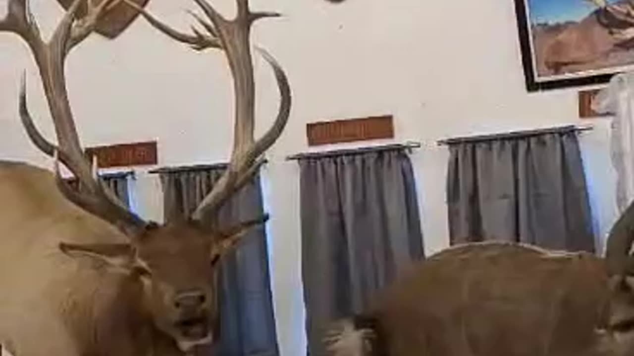 Safari Taxidermy Collections 1