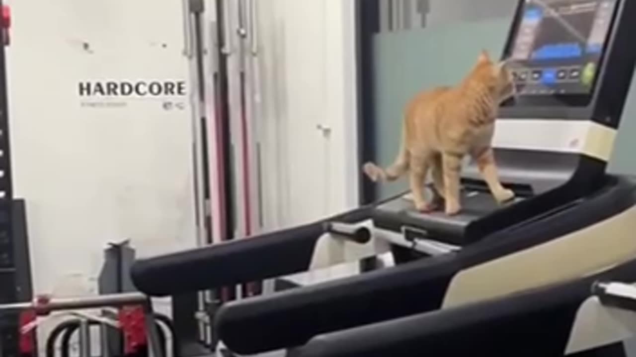cat memes