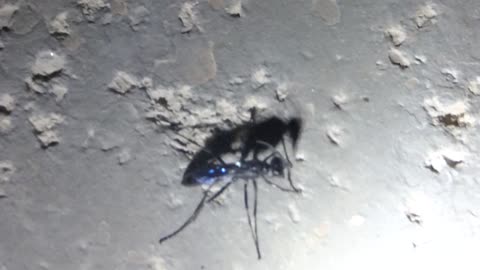 Tarantula hawk catching her breath and probably wondering what's going on