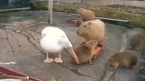 Big Swan Vs Pigs
