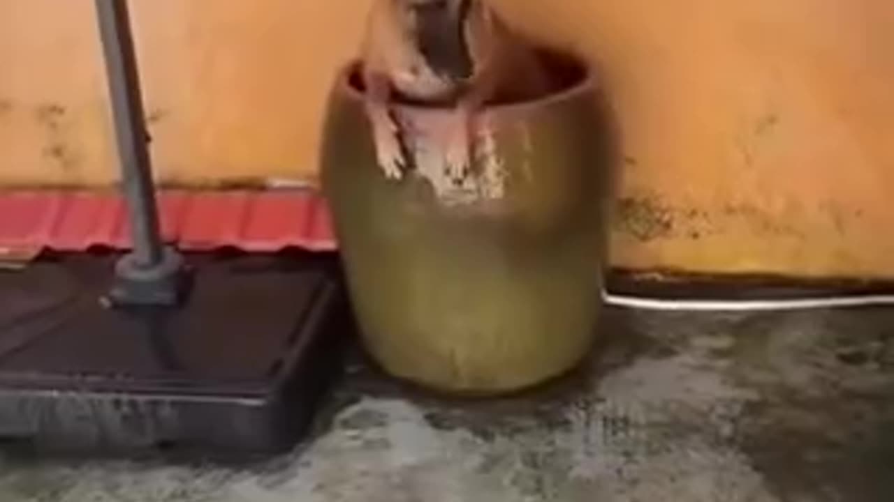 Funny videos of dogs 🐕