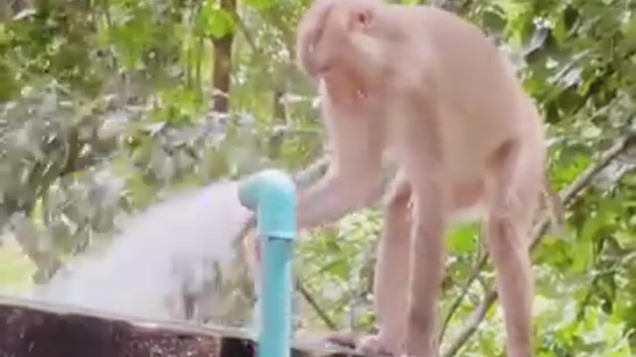 Funny 😂 video of monkey 🐵🌺